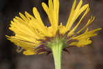 Savannah sneezeweed